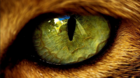 Hayvan Gözleri