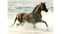 Almanca hayvan isimleri