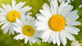 The Names of The Flowers