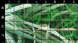 What is the name of this animal?