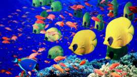 Marine Animals Quiz
