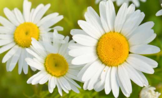 The Names of The Flowers