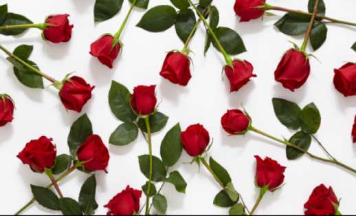 What is the name of this flower?