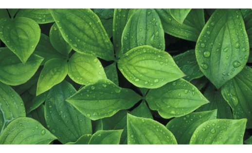 Plants and Plant Products